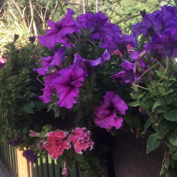 Meet your Posher, Ashleigh - Picture 1 of 1